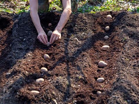 How to Plant Potatoes | Grilling and Summer How-Tos, Recipes and Ideas : Food Network | Food Network