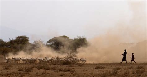 Ancient DNA Reveals Origins of Livestock Herding in Africa | The Cattle Site