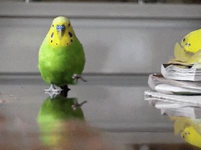 Dance Bird GIF - Find & Share on GIPHY