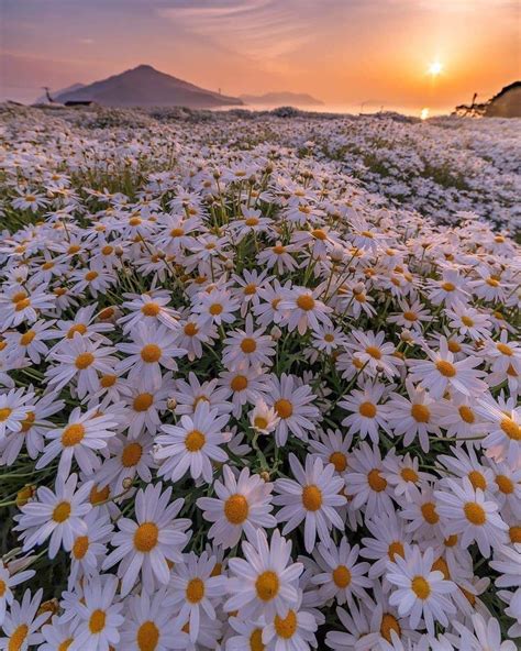 Aesthetic Daisy Field Ideas – Mdqahtani