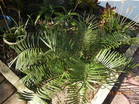 Zamia Seeds For Sale - For Sale - PalmTalk