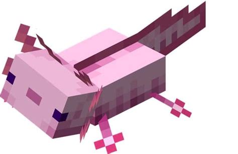 5 Rarest Colors of Axolotl in Minecraft - Rarest.org