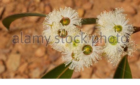 Jarrah tree Stock Photo: 9101572 - Alamy