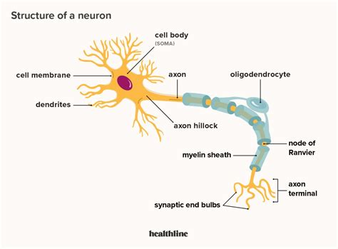 Parts Of A Neuron And Their Functions With Labelled Diagram | Images and Photos finder