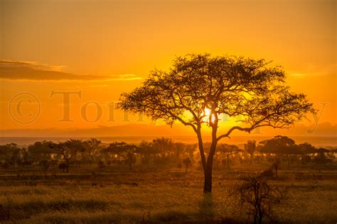 Acacia Tree Sunset – Tom Murphy Photography