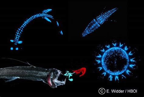 NOAA Ocean Explorer: Islands in the Sea 2002: deep sea bioluminescent organisms