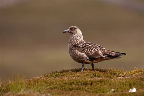 Great Skua | Bird Identification Guide | Bird Spot