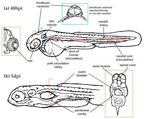 JoF | Free Full-Text | The Zebrafish as a Model Host for Invasive ...