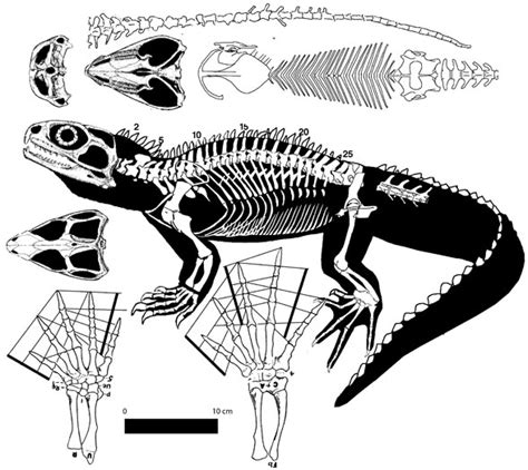 Sphenodon