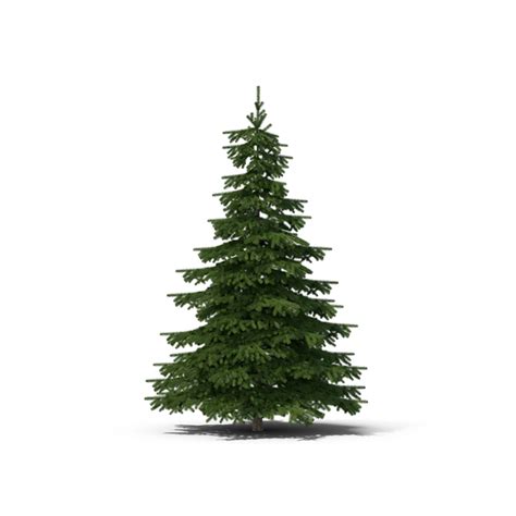 Spruce Tree PNG Images & PSDs for Download | PixelSquid - S10579675D