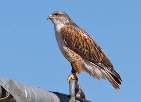 Ferruginous Hawk, Identification, All About Birds - Cornell Lab of Ornithology