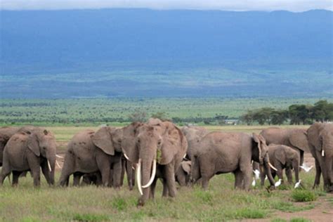 Spectacular views of Kilimanjaro from Amboseli National Park - Business ...