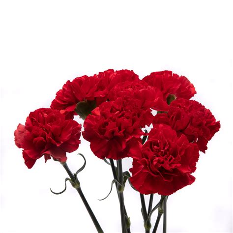 Carnations Red - FlowersAndServices®