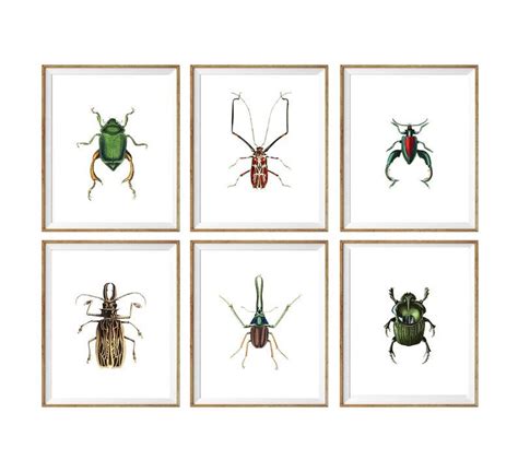 Printable Wall Art Set of 6 Printable Beeles Set Digital - Etsy | Bugs ...