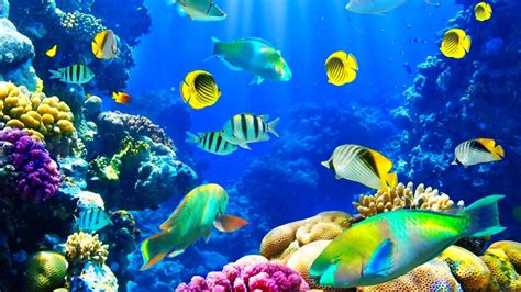 Life Underwater Wallpapers - Wallpaper Cave