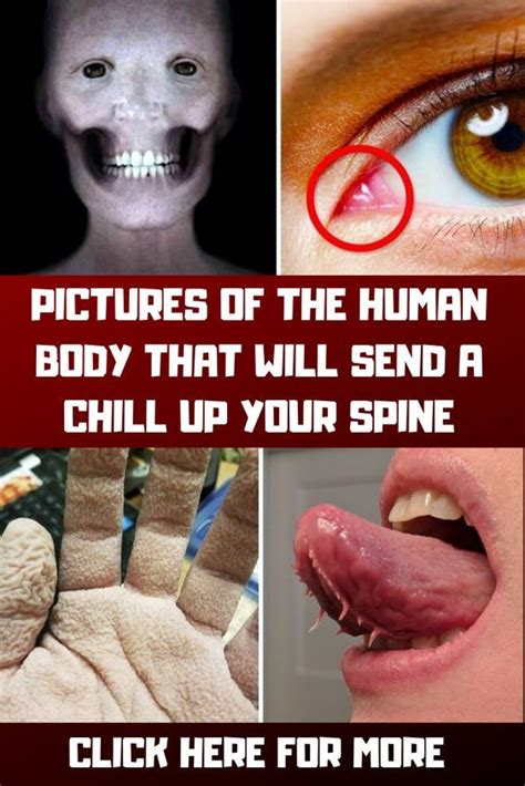 Pictures of the Human Body That Will Send a Chill up Your Spine | Fun facts about love, Fun ...