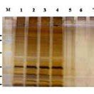 SDS-PAGE of cell lysates from E. coli BL21 (DE3) expressing LipL32 gene... | Download Scientific ...