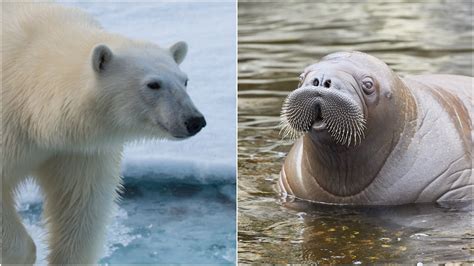 Polar Bear Eating Baby Seal