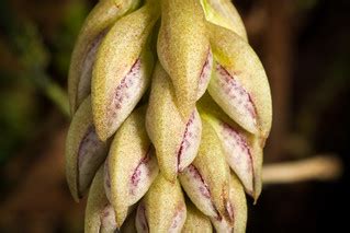 [Kalimantan, Borneo] Bulbophyllum kubahense J.J.Verm. & A.… | Flickr