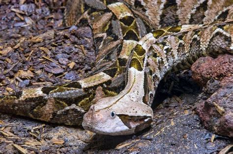 Gaboon Viper Bite: All You Need To Know About This Venomous Snake | Kidadl