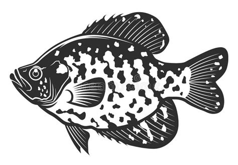 White Crappie Stock Illustrations – 146 White Crappie Stock Illustrations, Vectors & Clipart ...