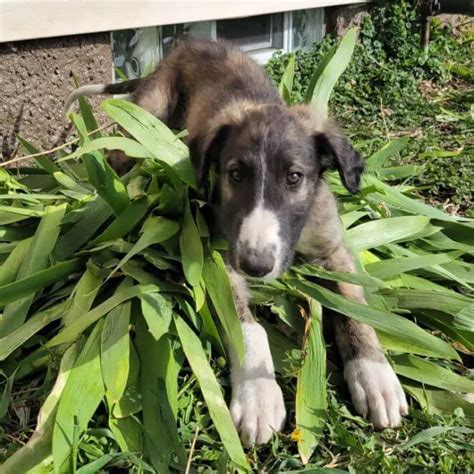 15 Photos Of Borzoi Puppies With Pure Beauty - ilovedogscute.com