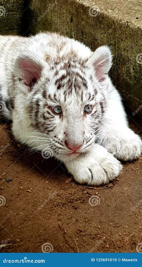 White Tiger Baby Cub in Zoo Stock Photo - Image of cute, furry: 125691010