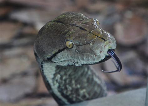 Tongue-Out Reticulated Python Photograph by Brittney Powers - Fine Art ...