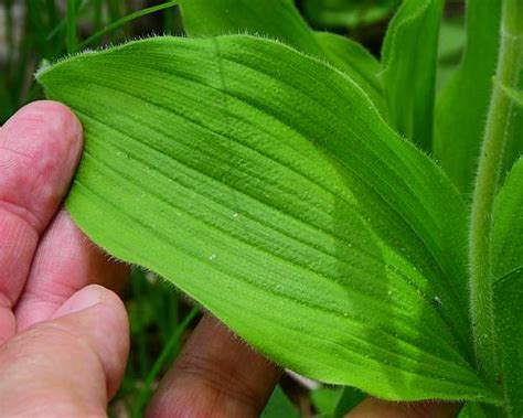 Cypripedium reginae page