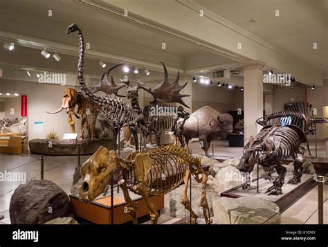 Dinosaur hall carnegie museum natural hi-res stock photography and ...