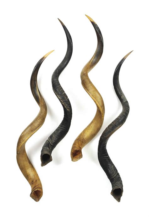 TWO PAIRS OF KUDU HORNS, , 20TH CENTURY, | Christie's