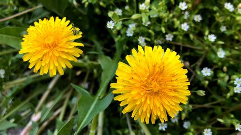 The Dandelion’s Fall From Grace Has Been a Doozy. Can This Weed Become a Flower Again? | Chicago ...