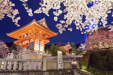 Kyoto Evening Cherry Blossom Itinerary - Inside Kyoto