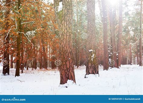 Sunrise in winter forest stock image. Image of tree, morning - 50094109