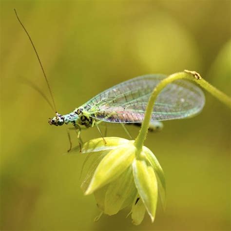 Green Lacewing Eggs for Sale | Planet Natural