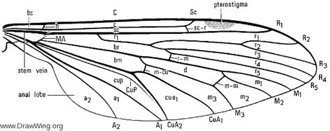 Diptera, wing | DrawWing