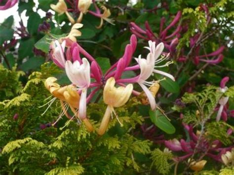 Honeysuckle Climbing Lonicera Varieties | Gardeners Tips