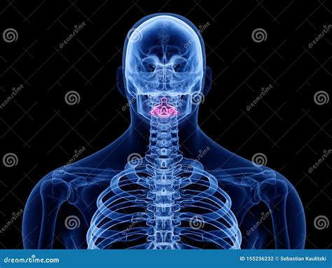 The axis vertebrae stock illustration. Illustration of medically - 155236232