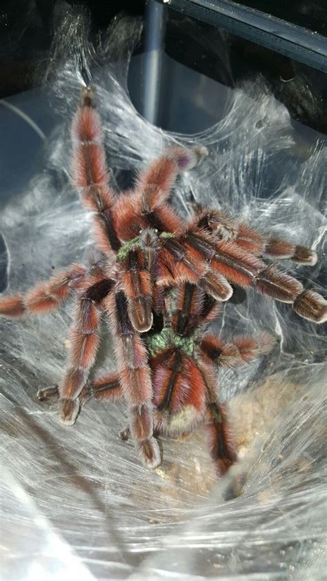 Caribena versicolor (formally avicularia versicolor) | Spider, Tarantula, Arachnids