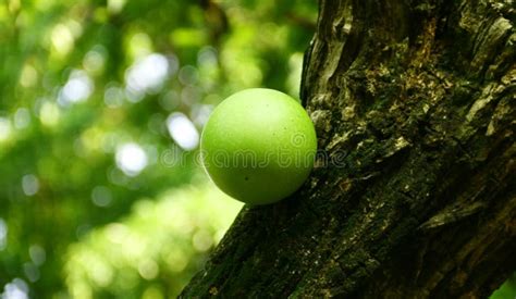 Star Apple, Chrysophyllum Cainito Stock Image - Image of organic, fruit ...