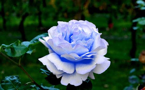 65,171 Blue Rose Garden Stock Photos - Free & Royalty-Free Stock Photos from Dreamstime