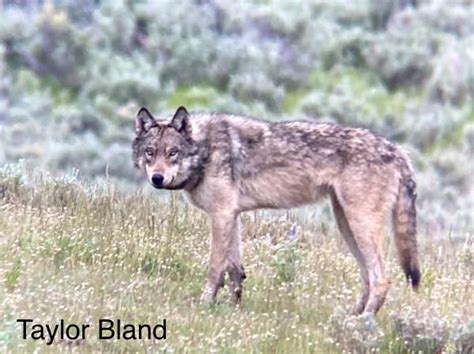 Yellowstone Wolf: Tracking the Packs