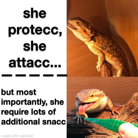 Made this meme about my bearded dragon today :) : r/BeardedDragons