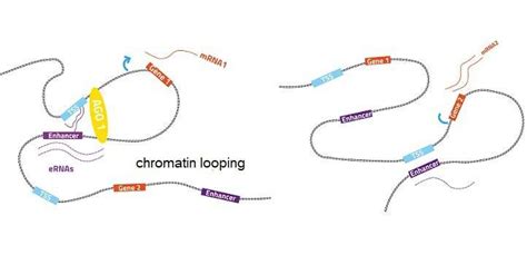 Argonaute proteins help fine-tune gene expression