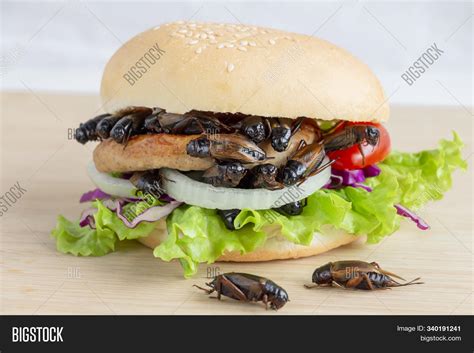 Crickets Insect Eating Image & Photo (Free Trial) | Bigstock