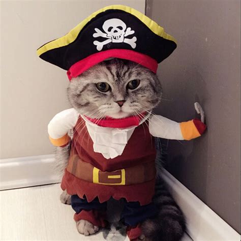 Cat Pirate Costume | Cat halloween costume, Funny cat clothes, Cute cat costumes