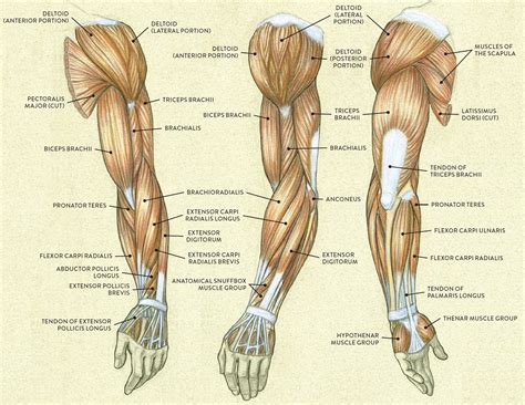 Muscle Names In Arm - Muscle Groups To Workout: How To Hit Them All ...