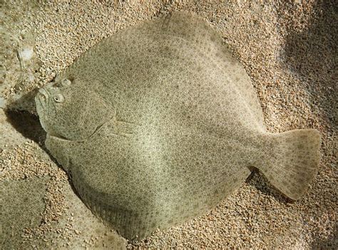 Turbot vs. Halibut: What's the Difference? - Main Difference