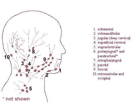 33 best Anatomy images on Pinterest | Anatomy, Anatomy reference and Health