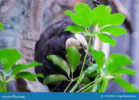 Sloth Animal Eats Leaves of Trees Stock Image - Image of slow, lazy ...